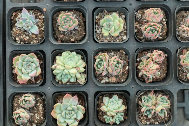 多肉植物怎么养