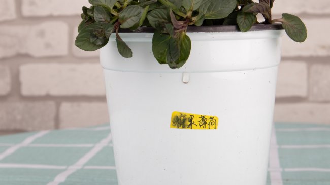 薄荷怎么养