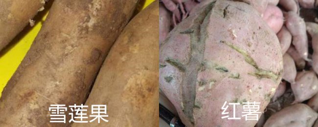 雪莲果和红薯的区别