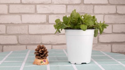 薄荷养护技巧 新买薄荷盆栽管理