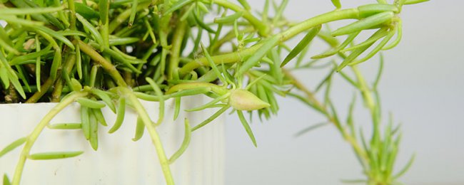 盆栽太阳花的养殖方法和注意事项