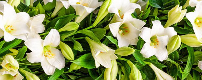 香水百合一年开几次花