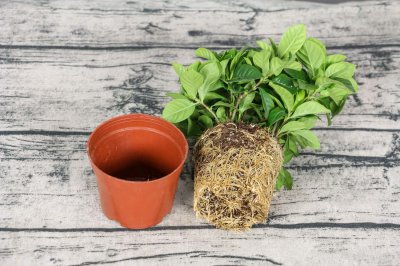 栀子花花语解读 送栀子花的寓意与讲究