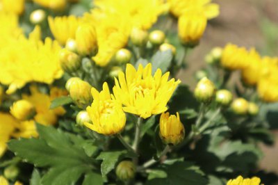 菊花有什么寓意？菊花文化内涵解读