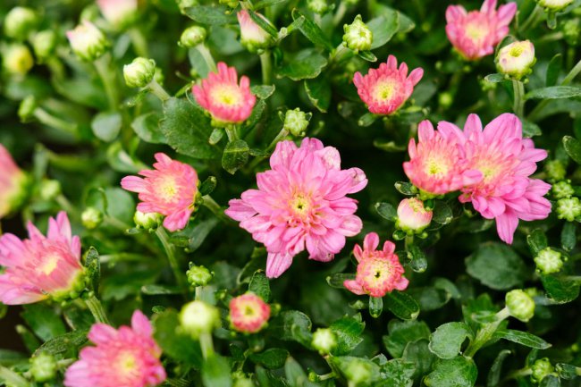 菊花的花语是什么