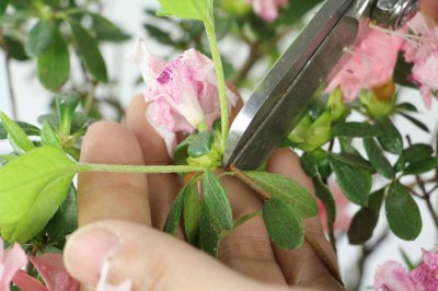 杜鹃花家养吉祥寓意 杜鹃花风水禁忌全解析
