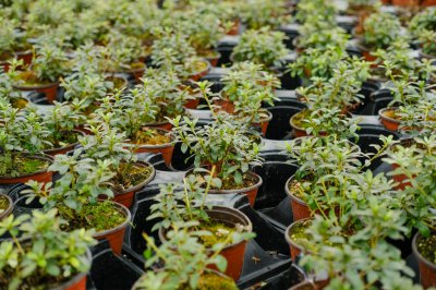 杜鹃花为何象征多重情感 杜鹃花禁忌传闻解析