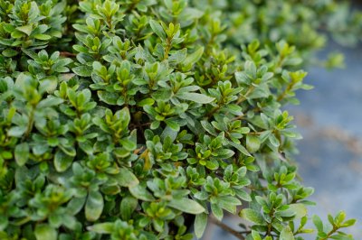 杜鹃花摆放影响家宅风水吗 杜鹃花居家养护禁忌解析