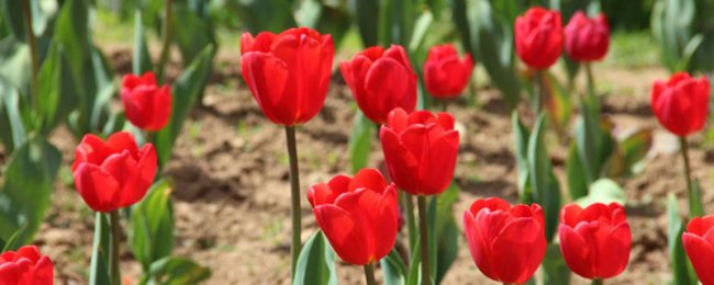 郁金香花语