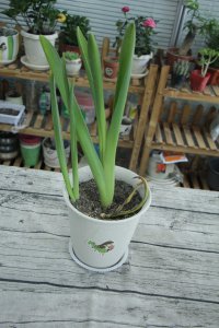 风信子花语解析 风信子色彩象征全指南