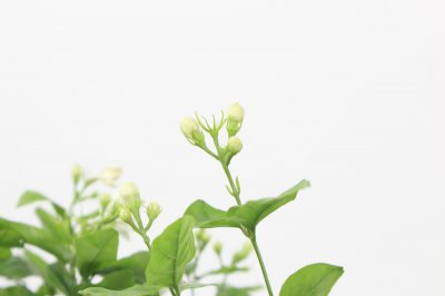 茉莉花形态特征 茉莉花象征意义