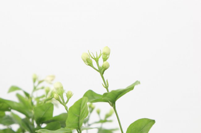 茉莉花长什么样子