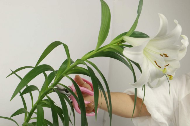 百合花语
