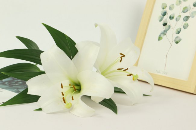 百合花语