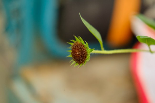 向日葵是什么植物