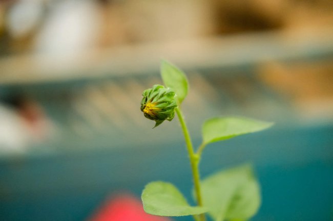 向日葵是什么植物