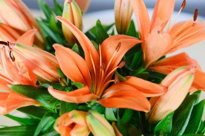 百合花语知多少 百合花寓意解码指南