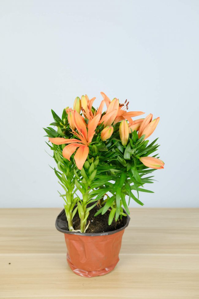 百合花花语
