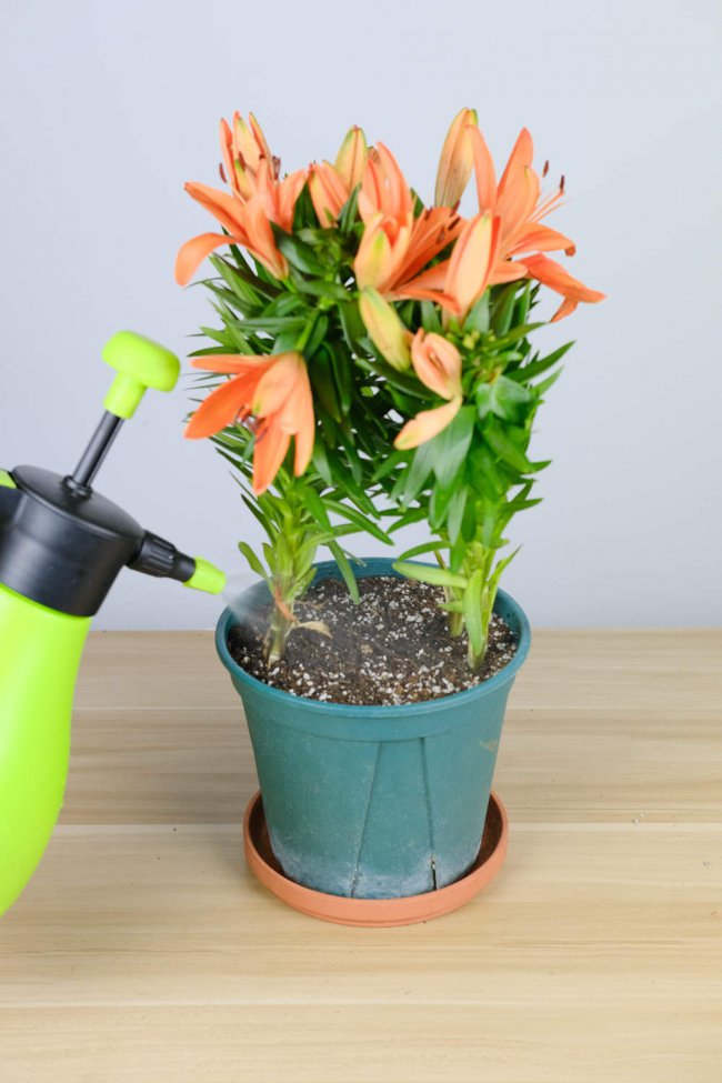 百合花花语