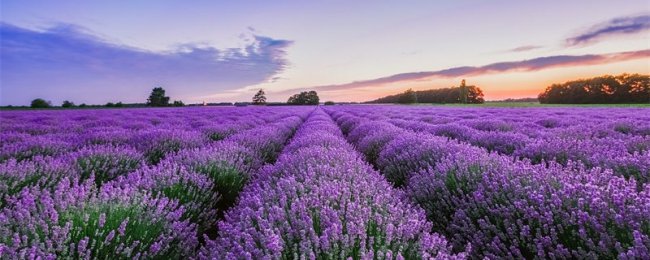 薰衣草花语