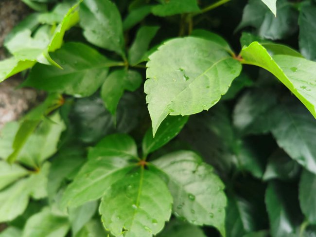 爬山虎的资料