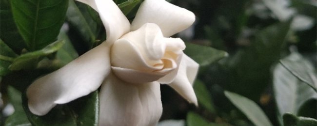小叶栀子花一盆栽几株