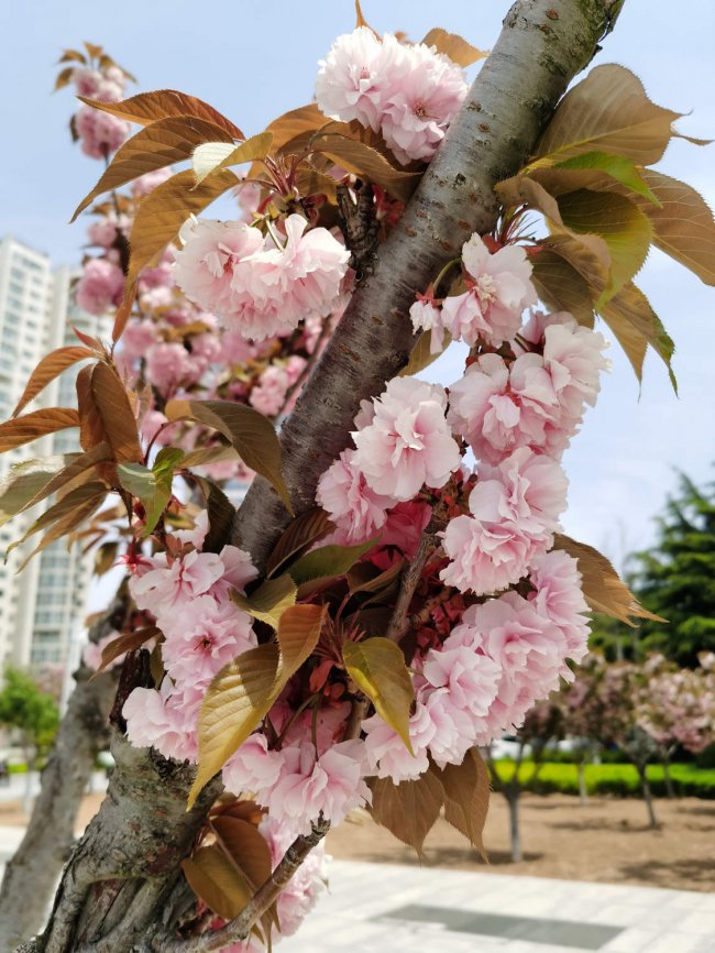 樱花图片
