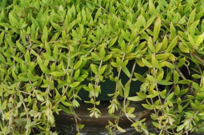垂盆草和马齿笕是同一种植物吗 形态特征与生长习性对比