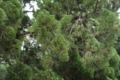 龙柏树种植有哪些忌讳 龙柏树风水禁忌全解析