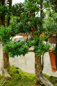 罗汉松种植方位解析 罗汉松风水布局技巧