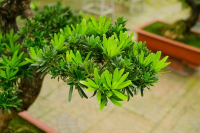 罗汉松风水摆放指南 罗汉松大门种植解析