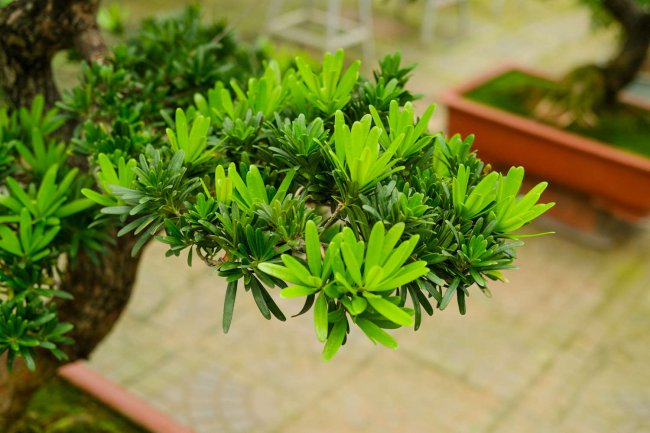 罗汉松风水摆放