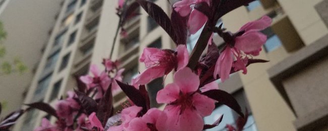 桃花怎么浇水