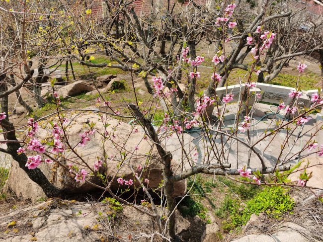桃花怎么浇水