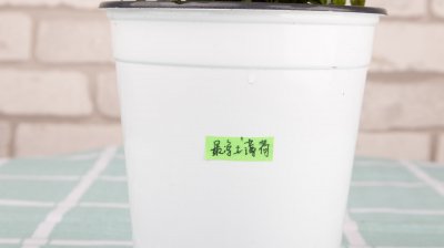 薄荷摆放有哪些禁忌？薄荷风水 方位宜忌全解析