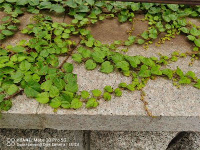 爬山虎盆栽养护方法 爬山虎浇水技巧详解