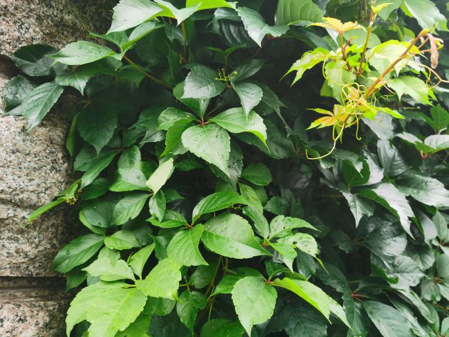 爬山虎盆栽怎么养