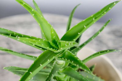 芦荟盆栽怎么养护合适 芦荟换盆周期养护技巧