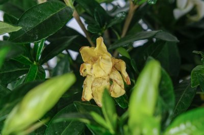 盆栽栀子花怎么养更茂盛 栀子花修剪技巧全解析