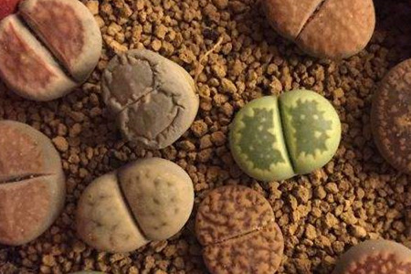 肉锥和生石花的区别