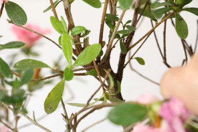 杜鹃养护四季开花秘诀 杜鹃换盆技巧全解析