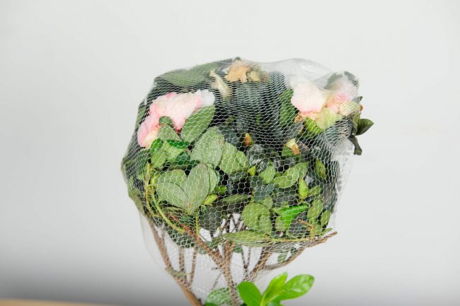 杜鹃开花后如何修剪