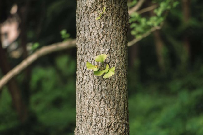 银杏树种植位置与风水