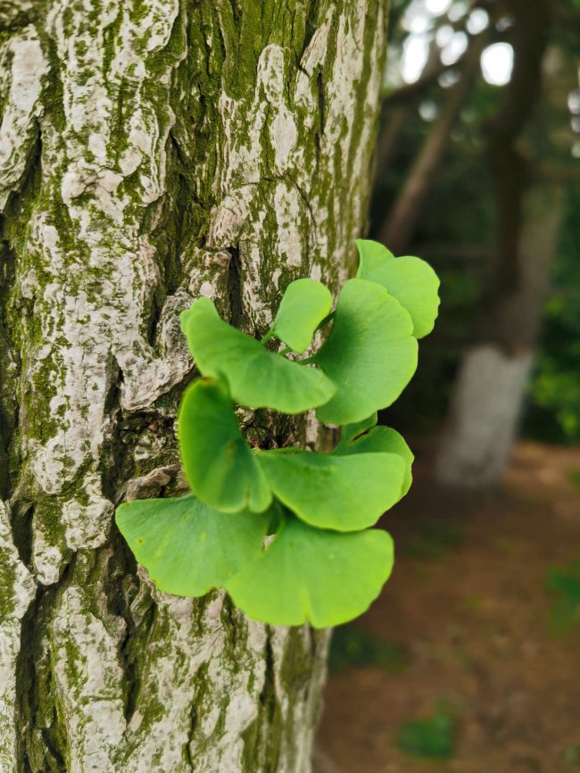 银杏树种植位置与风水