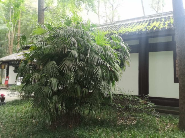 棕竹的风水作用