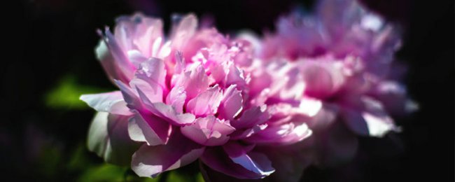 牡丹花在家养不吉利吗