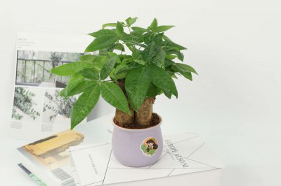 发财树养护指南 发财树风水净化全解析