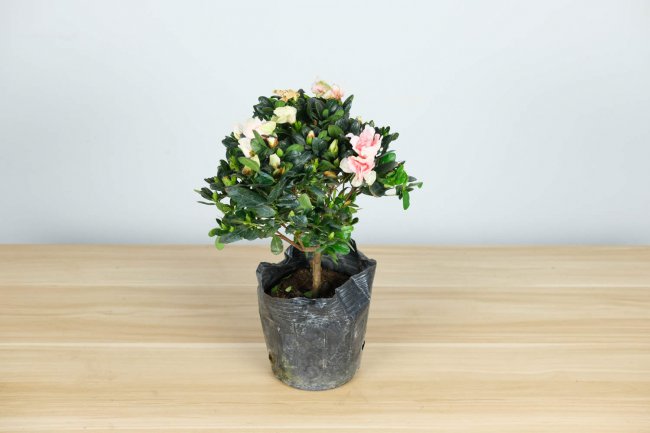 杜鹃花怎么养家庭养法