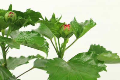 扶桑花不吉利是真是假 扶?；彝パと馕?/></i><h2>扶?；ú患钦媸羌?扶?；彝パと馕?/h2><p>一、扶?；ǚ缢樗菰?.1 名字引发的千年误会扶?；ū久扉?，古称『日及』，其名讳争议可追溯至《山海经》记载的扶桑神树。现代民间因谐音『服丧</p></a></li>
          </ul>
        </div>
      </div>
    </div>
    <div   id=