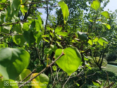 盆栽丁香花过冬养护技巧 丁香花冬季落叶问题解析